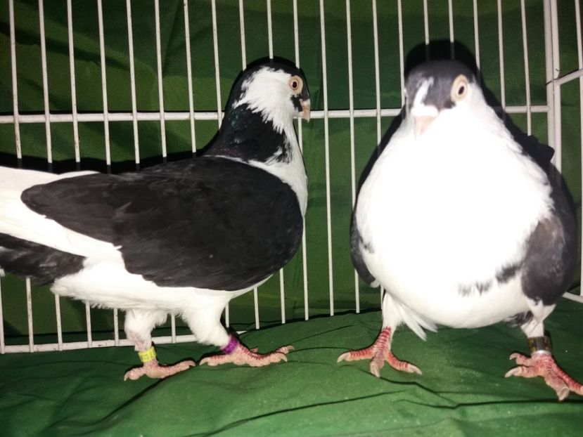  - jucator de galati 2018