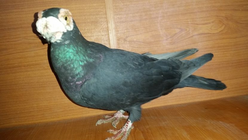 51. F 2014 - VOLIERE NOI