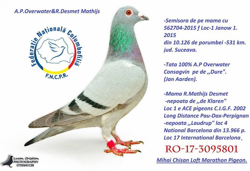 2 pereche - Matca 2018