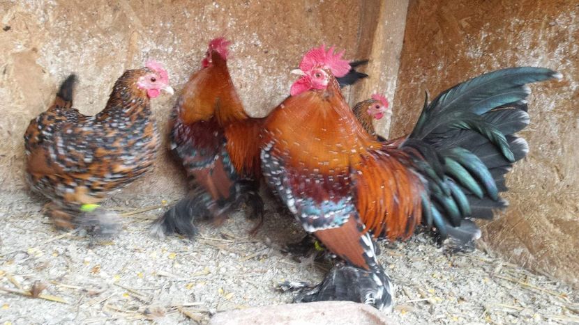 received_1790947484289602 - Mii de flori portelan