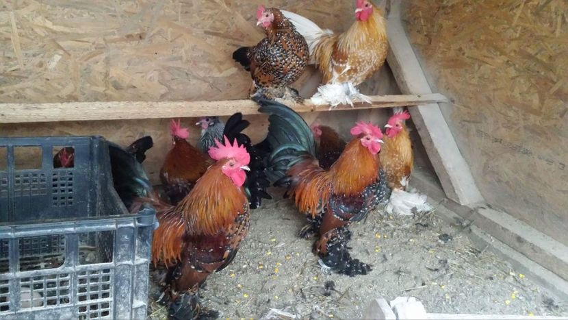 received_1790944560956561 - Mii de flori portelan