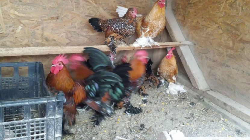 received_1790944664289884 - Mii de flori portelan