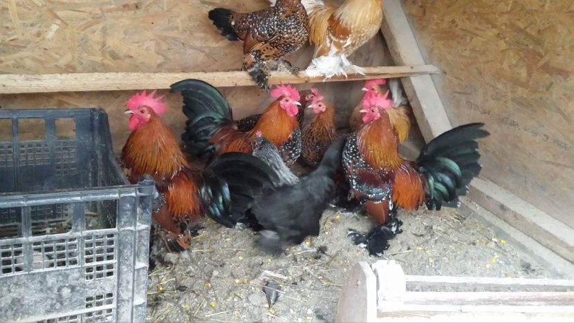 received_1790944754289875 - Mii de flori portelan