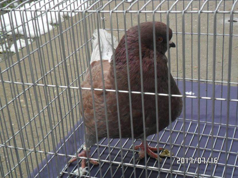 SAM_9540 - matca kingi 2018