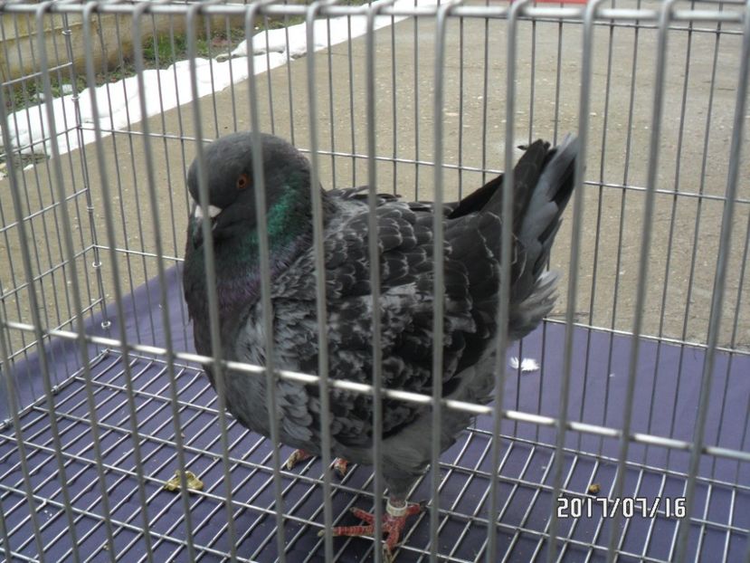 SAM_9545 - matca kingi 2018