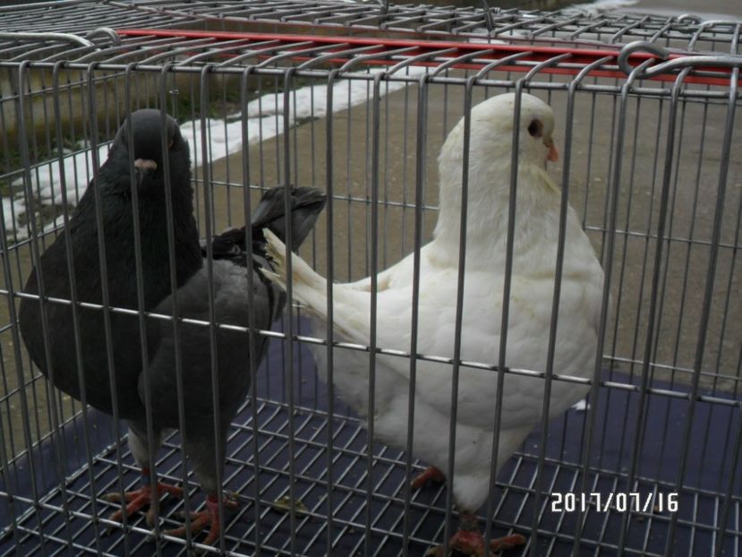 SAM_9552 - matca kingi 2018