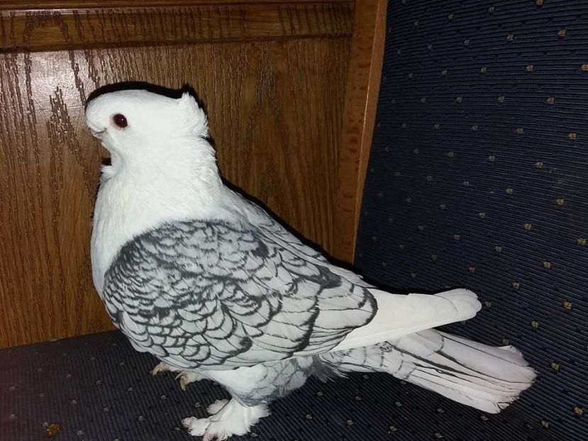  - PESCARUSI ORIENTALI