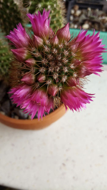 12.02.2018 - Mammillaria backebergiana