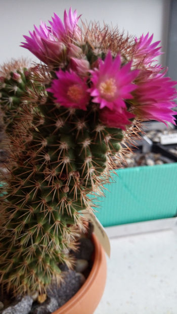 12.02.2018 - Mammillaria backebergiana