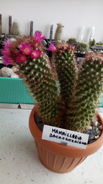 12.02.2018 - Mammillaria backebergiana