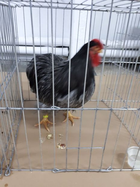 IMG-20180212-WA0096 - EXPOZIȚIA ASOCIAȚIEI CETATE DEVA 2018