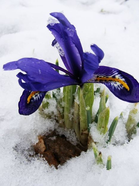 9 februarie, iar a nins... - Ianuarie 2018 - Februarie 2018