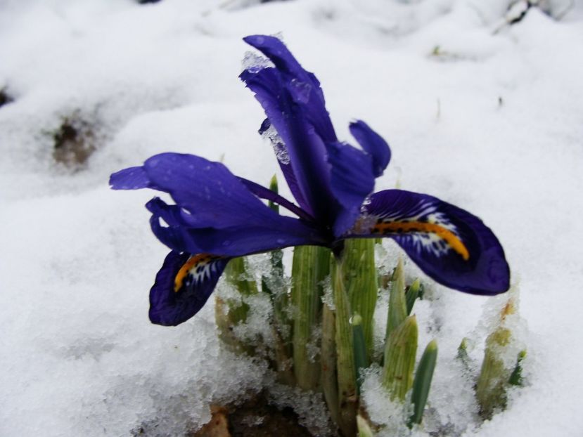 27709727_2009951839283235_1085711752679618493_o - Ianuarie 2018 - Februarie 2018