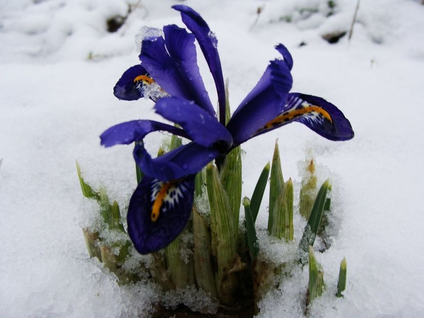 27788438_2009951772616575_8988642126670136717_o - Ianuarie 2018 - Februarie 2018