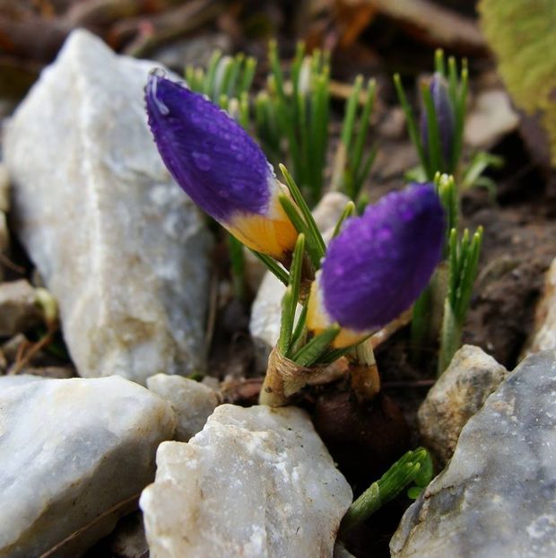 11 feb. 2018 -  crocus sieberi Tricolor - Ianuarie 2018 - Februarie 2018