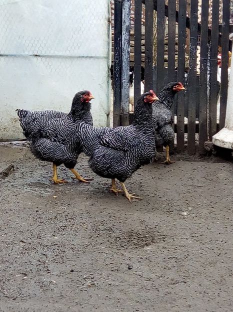  - Plymouth rock barat 2018