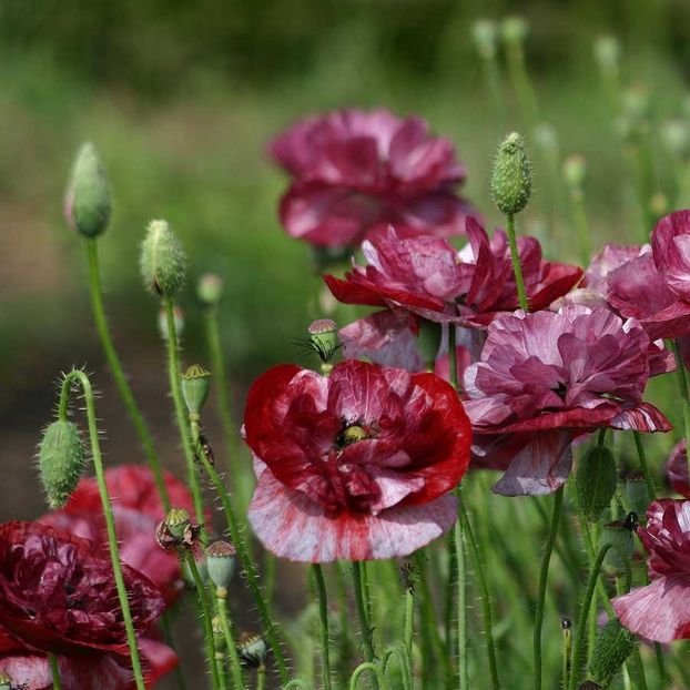 Seminte de Papaver Rhoeas Pandora - 8,3 lei - Seminte de Maci