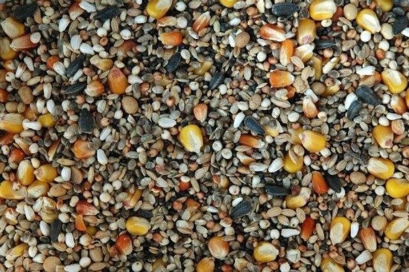 Tel  0732455380 - Mancare porumbei