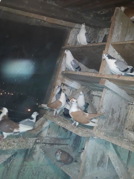  - Galateni baltati pe galben