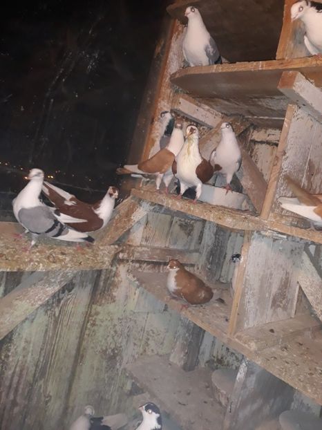  - Galateni baltati pe galben