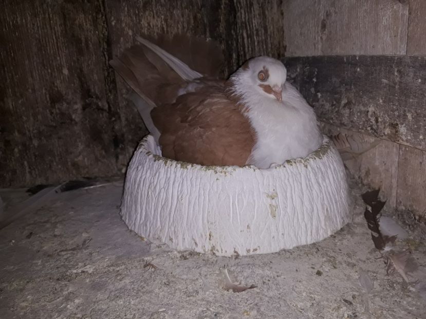  - Galateni baltati pe galben