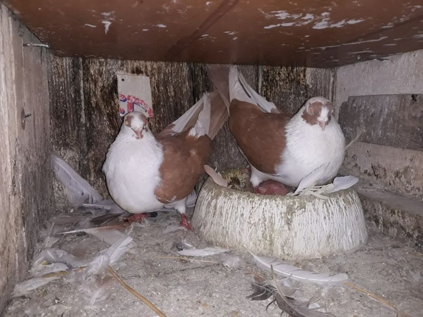  - Galateni baltati pe galben