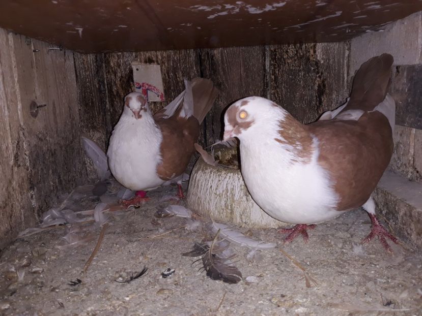  - Galateni baltati pe galben