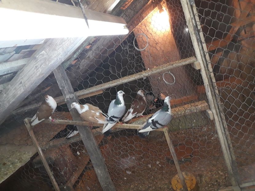  - Galateni baltati pe galben