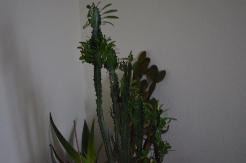  - suculente si cactusi