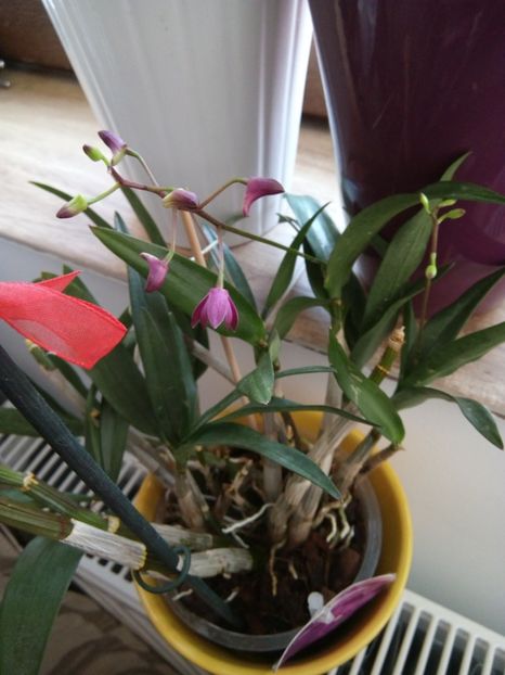 13.02.2018 - florile mele dragi