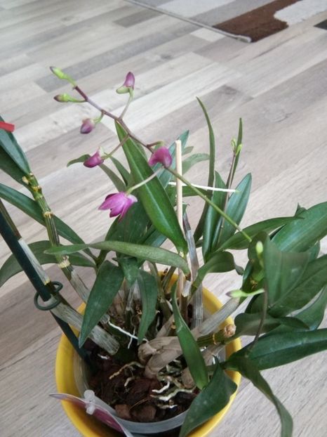  - florile mele dragi