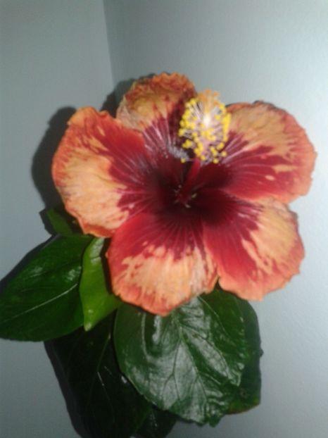  - HIBISCUS 2018