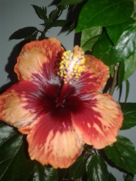  - HIBISCUS 2018