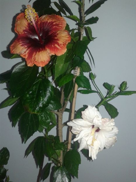 - HIBISCUS 2018