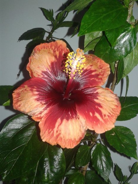  - HIBISCUS 2018