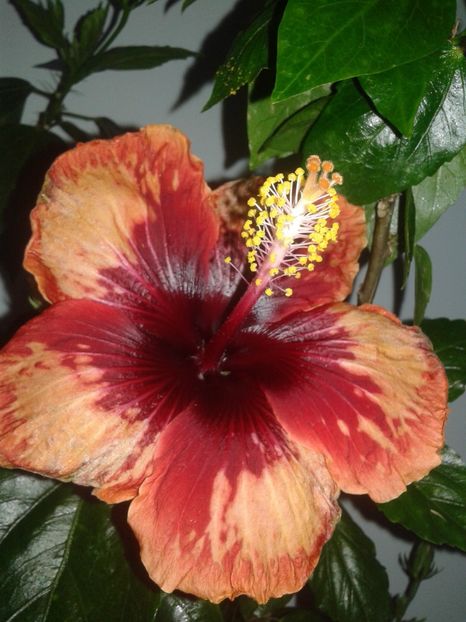  - HIBISCUS 2018