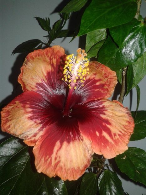  - HIBISCUS 2018