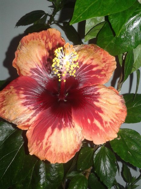  - HIBISCUS 2018