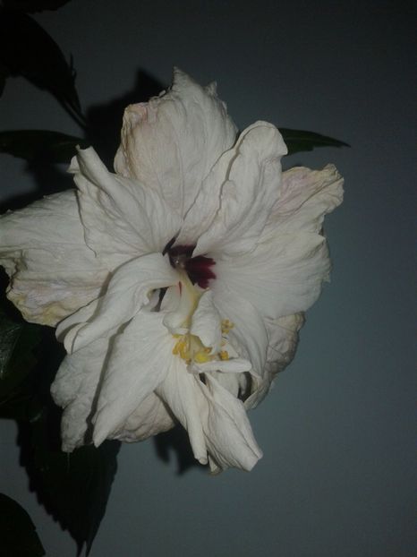  - HIBISCUS 2018