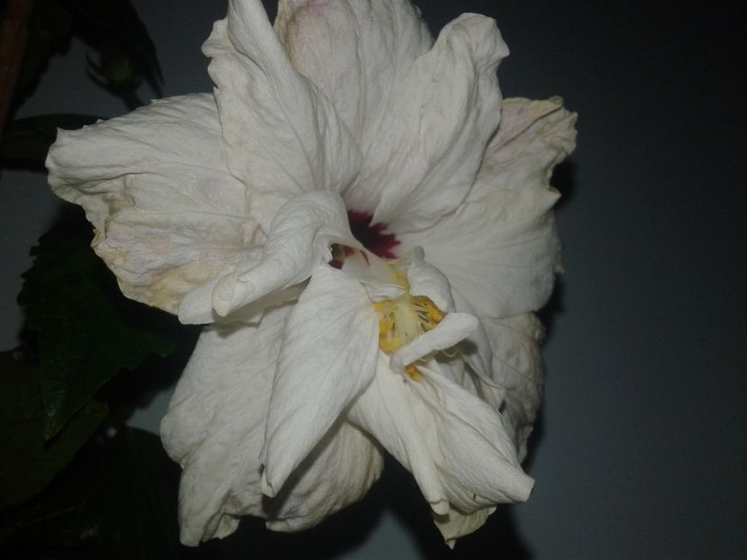  - HIBISCUS 2018
