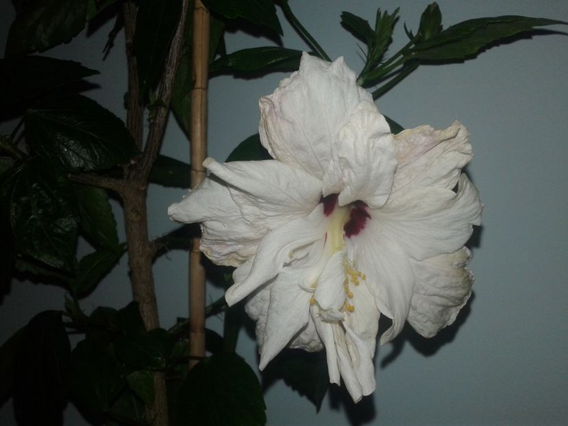  - HIBISCUS 2018