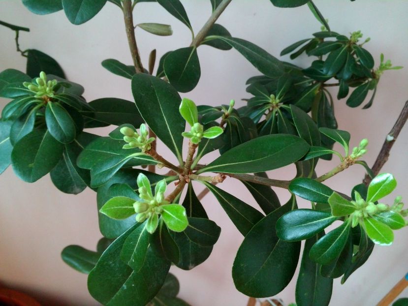 Phytosporum - Poze 2017