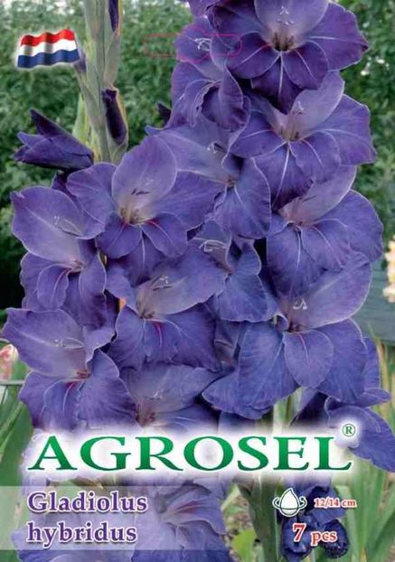 gladiole-albastru_3697 - BULBI DE FLORI-achizitii
