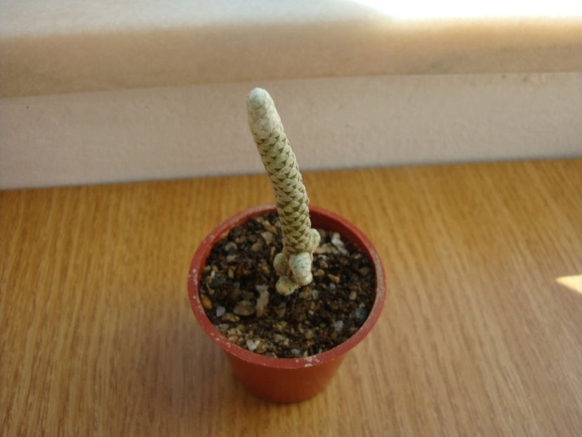 Anacampseros albissima Marlot.1912. - Genul Anacampseros