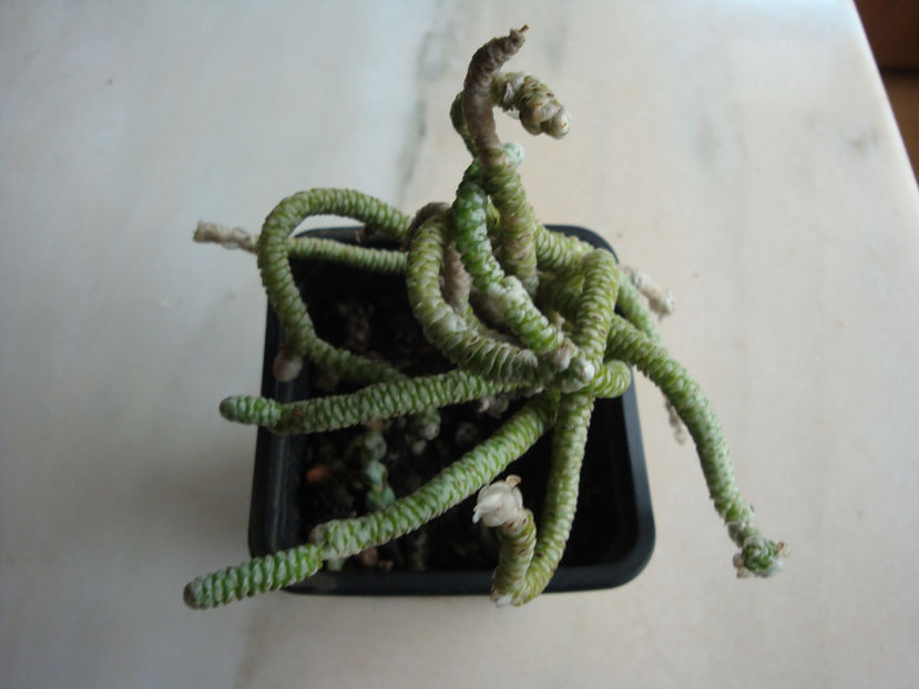 Anacampseros papyracea E.Mey. ex Fenzl.1840. - Genul Anacampseros