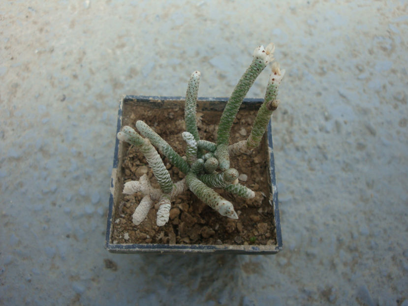 Anacampseros ustulata E.Mey. ex Fenzl.1840. - Genul Anacampseros