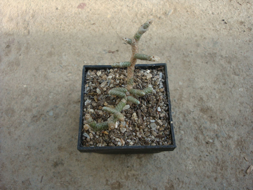 Anacampseros ustulata E.Mey. ex Fenzl.1840. - Genul Anacampseros