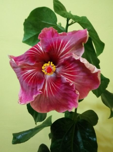  - Flowers
