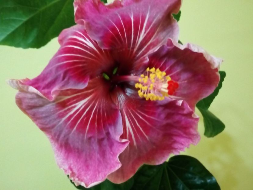  - Flowers