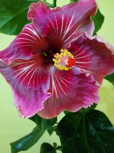  - Flowers